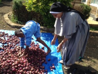 ONION DRYING